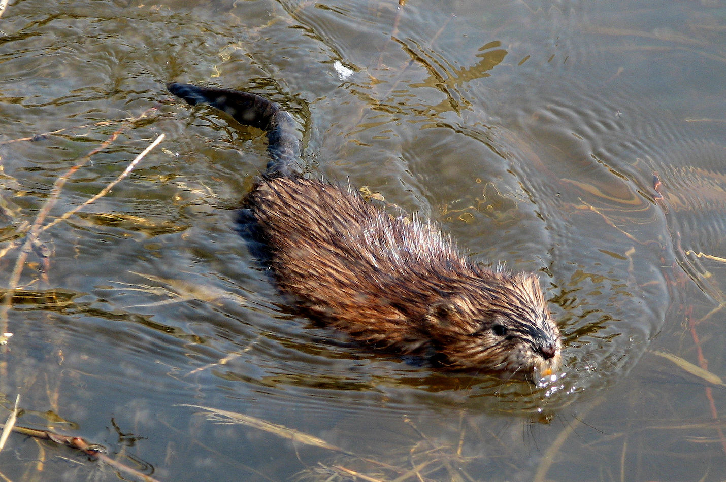 schwimmende Bisamratte